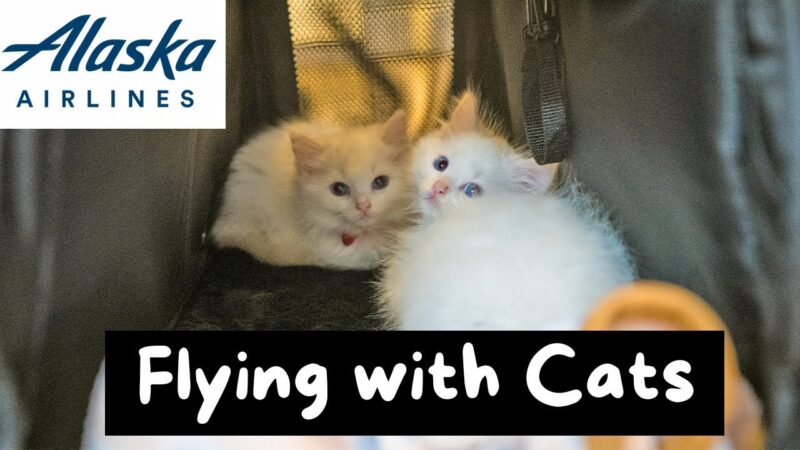 Youtube thumbnail image of: