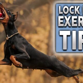 Youtube thumbnail image of: TOP 5 TIPS To EXERCISE Your Dog During Lock Down!
