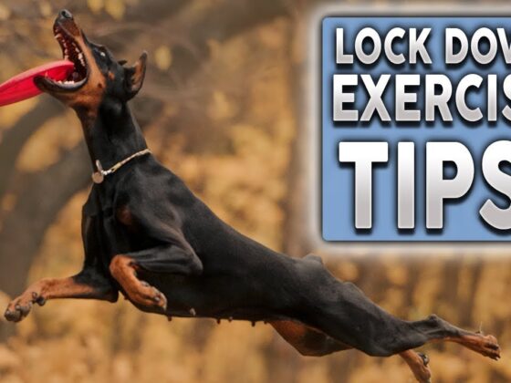 Youtube thumbnail image of: TOP 5 TIPS To EXERCISE Your Dog During Lock Down!