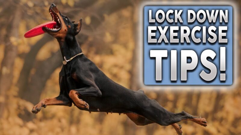 Youtube thumbnail image of: TOP 5 TIPS To EXERCISE Your Dog During Lock Down!